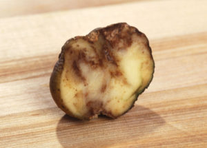 Schnitt durch eine von der Knollenfäule befallene Kartoffel.